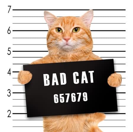 bad cat